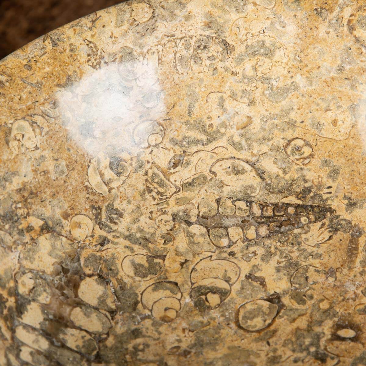 Portafrutta  con Sedimenti Fossili